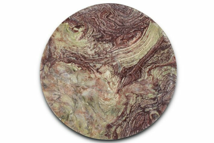 Polished Neoproterozoic Stromatolite (Conophyton) - Morocco #365848